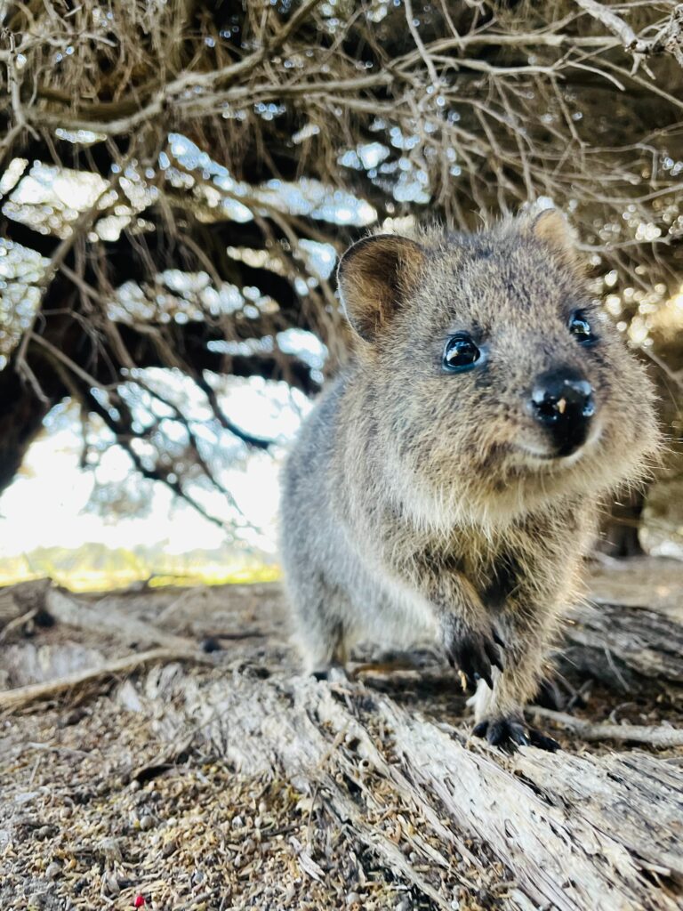 クォッカの笑顔な正面写真